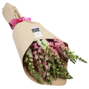 Seasonal Cut Flowers: Snapdragon