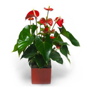 Occasions: Anthurium Pot Plant
