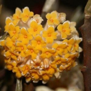 Products: Magnolia Vulcan – Pb28