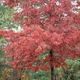 Berry Fruit Pack – 6 x plants for
