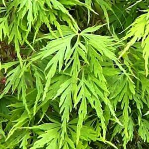 Athyrium niponicum, Japanese Painted Fern – 2Ltr