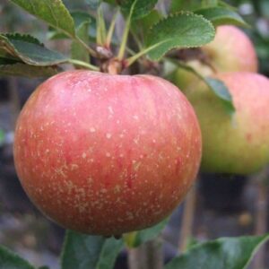 Products: Black Currant Ben Ard – Pb6.5
