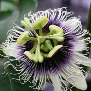 Products: Clematis m. Pink Giant Star – 2.5Ltr