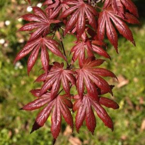 Products: Cornus fl. Cherokee Princess, Dogwood – Pb18