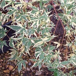Products: Magnolia Athene – Pb18