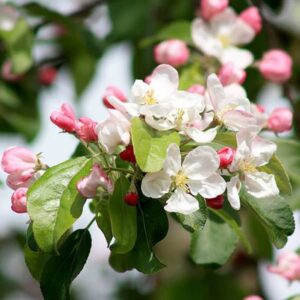Hellebore Snow Frills – 2.4Ltr