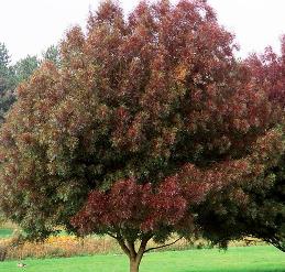Products: Hellebore Slaty Blue – 2.4Ltr