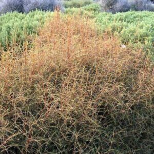 Nolina stricta, Grass Tree – Pb28