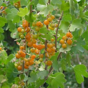 Chaenorhinum Summer Skies, Dwarf Snapdragon – 1.5Ltr