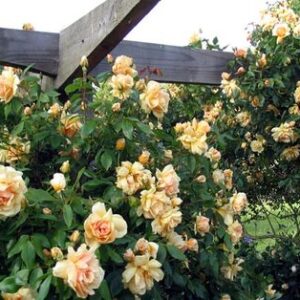 Products: Clematis Wisley Cream – 2.5Ltr