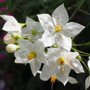 Products: Clematis Wisley Cream – 2.5Ltr