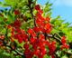 Prostanthera rotundifolia, Round-leaf Mint Bush – Pb12