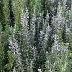 Products: Phylica Golden Plume – 2.5Ltr
