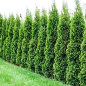 Products: Elaeagnus Submacrophylla – Pb6.5