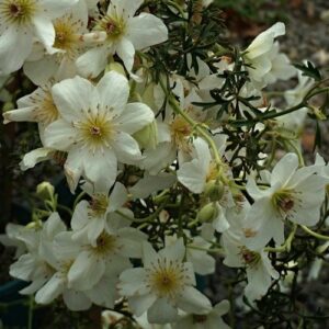 Arenaria v. Aurea, Golden Irish Moss – 1.5Ltr
