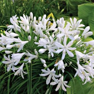 Products: Fatsia japonica – Japanese Aralia Pb6.5