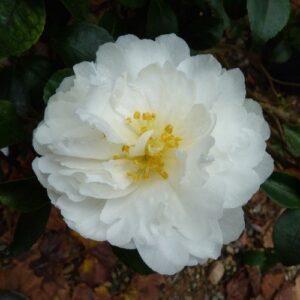 Azalea Amoena – 1.25Ltr
