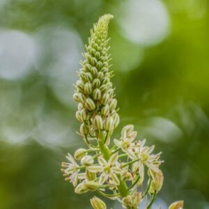 Phlomis russeliana, Turkish Sage – 3.5L