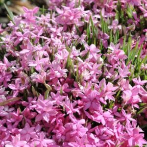 Products: Pieris Scarlet O’Hara – 3.5/4.5Ltr