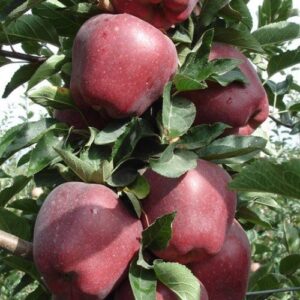 Apricot Sundrop – Pb18