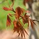 Cupressus Leightons Green – Pot