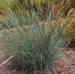 Products: Metrosideros Maori Princess, Pohutakawa – 8.5Ltr