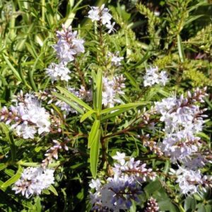 Products: Pittosporum Mountain Green – Pb3/4