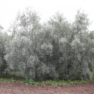 Quercus palustris, Pin Oak – 1.5Ltr