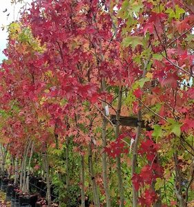 Products: Ulmus Louis van Houtte, Golden Elm – Pb28