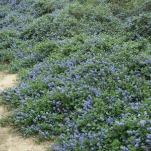 Products: Leptospermum Elizabeth Jane, Manuka – 2.4Ltr