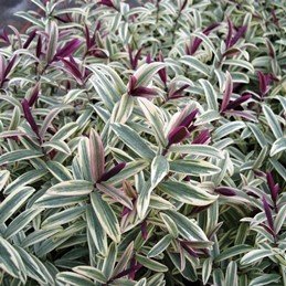 Products: Pseudopanax crassifolius, Lancewood – Pb12