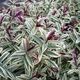Pseudopanax crassifolius, Lancewood – Pb12