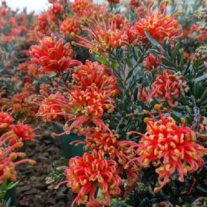 Grevillea Red Lantern – Pb6.5 (90/110)