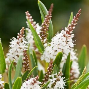 Products: Corokia cheesemanii – 2Ltr