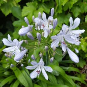 Freesia – Purple Rain