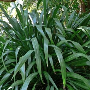 Phormium cookianum, Mountain Flax – Pb3/4