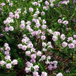 Products: Phormium cookianum, Mountain Flax – Pb3/4