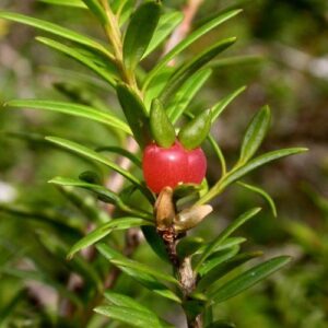 Howea Kentia Palm (house plant)