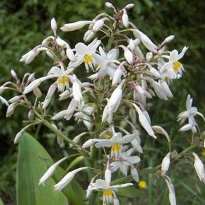 Products: Astrantia major, Great Masterwort – Pb5