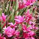 Eriostemon m. Profusion – Pb6.5