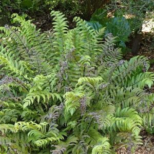 Products: Polystichum setiferum, Soft Shield Fern – 2Ltr