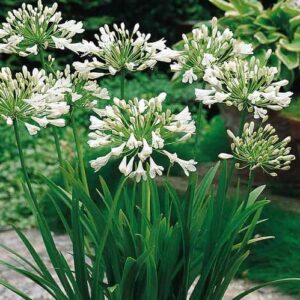 Products: Polystichum setiferum, Soft Shield Fern – 2Ltr