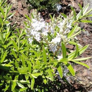 Products: Uncinia rubra, Red Hook Sedge – Pb5