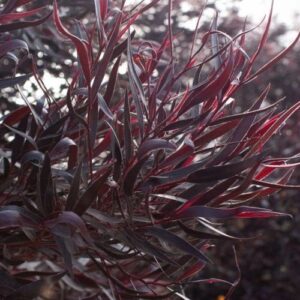 Products: Skimmia x con. Kew Green – 2Ltr