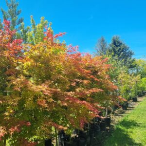 Products: Ptelea Trifoliata. Common Hoptree – Pb6.5