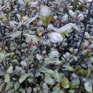 Products: Mazus radicans, Swamp Musk – pb5