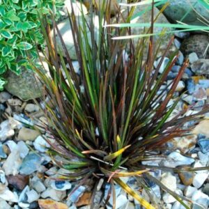 Products: Astelia nivicola Little Gem – 1.5Ltr (5/20)