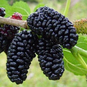 Products: Babaco, Mountain Pawpaw – Pb6.5