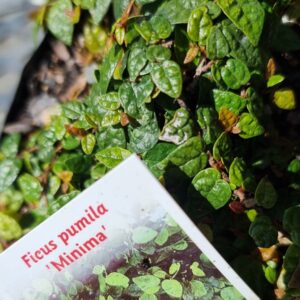 Products: Philodendron panduriforme – 2.5Ltr