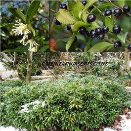 Products: Skimmia japonica (Female) – Pb5